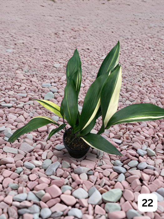 Aspidistra Variegated Cast Iron Plant Multi-Listing FREE Express Post