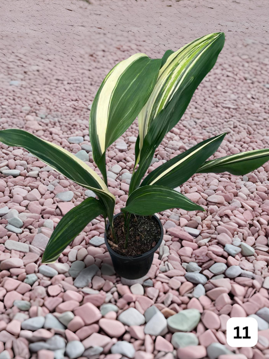 Aspidistra Variegated Cast Iron Plant Multi-Listing FREE Express Post