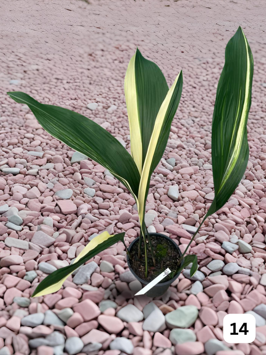 Aspidistra Variegated Cast Iron Plant Multi-Listing FREE Express Post