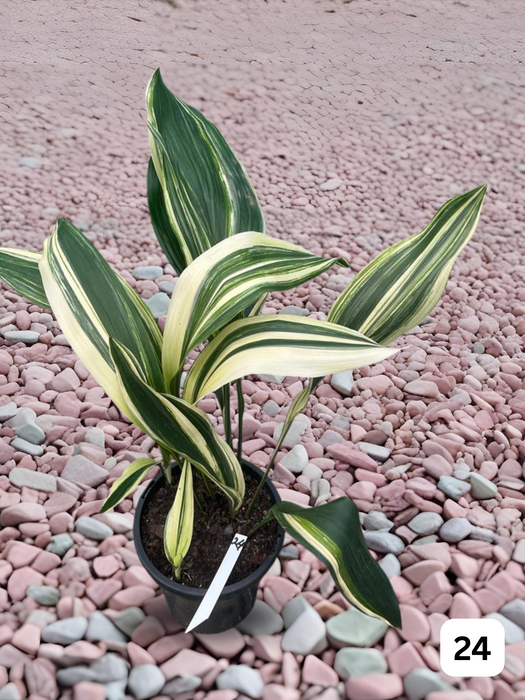 Aspidistra Variegated Cast Iron Plant Multi-Listing FREE Express Post