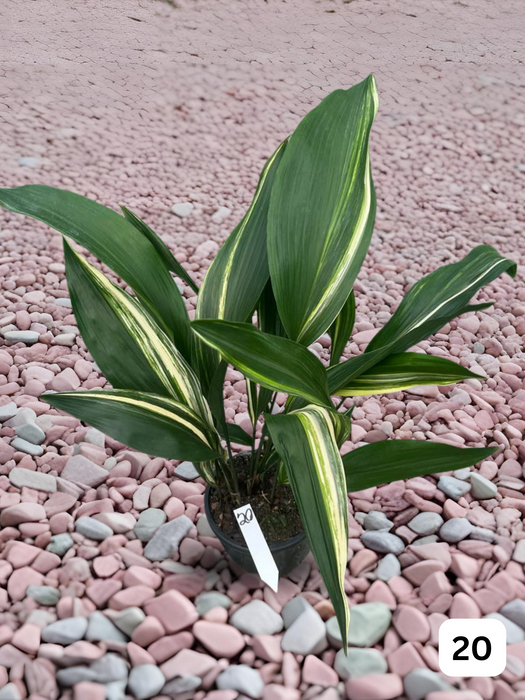 Aspidistra Variegated Cast Iron Plant Multi-Listing FREE Express Post