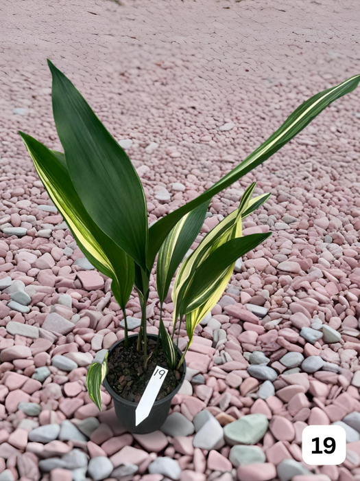 Aspidistra Variegated Cast Iron Plant Multi-Listing FREE Express Post