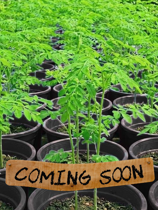 Moringa Tree