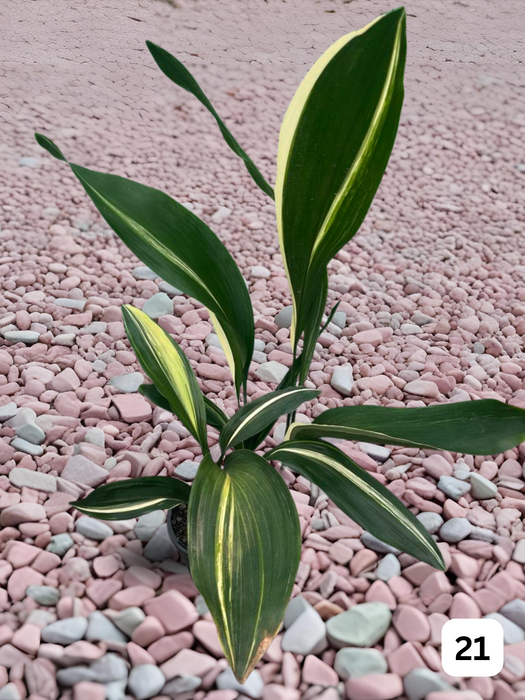 Aspidistra Variegated Cast Iron Plant Multi-Listing FREE Express Post