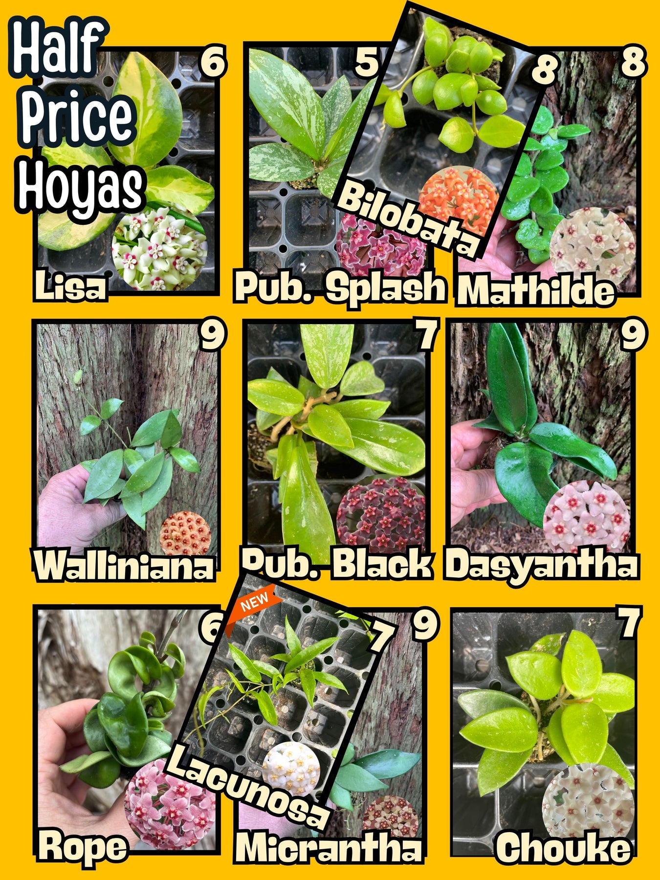 Half Price Hoyas