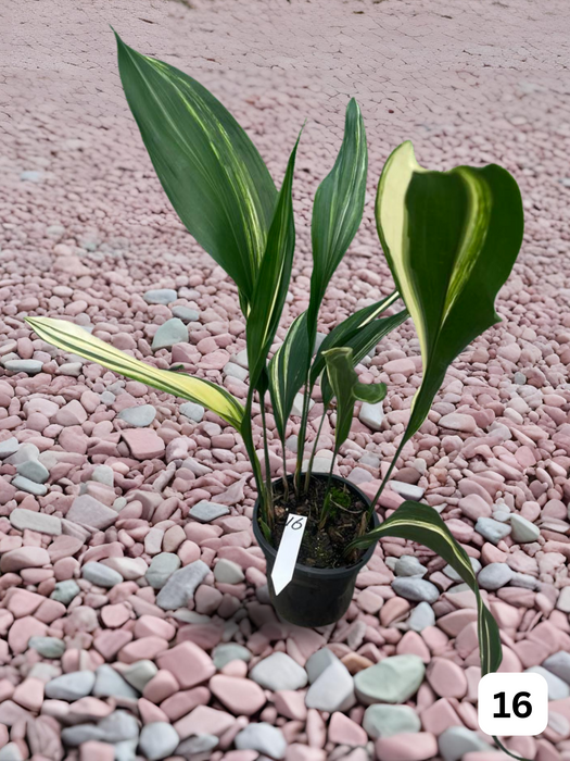 Aspidistra Variegated Cast Iron Plant Multi-Listing FREE Express Post
