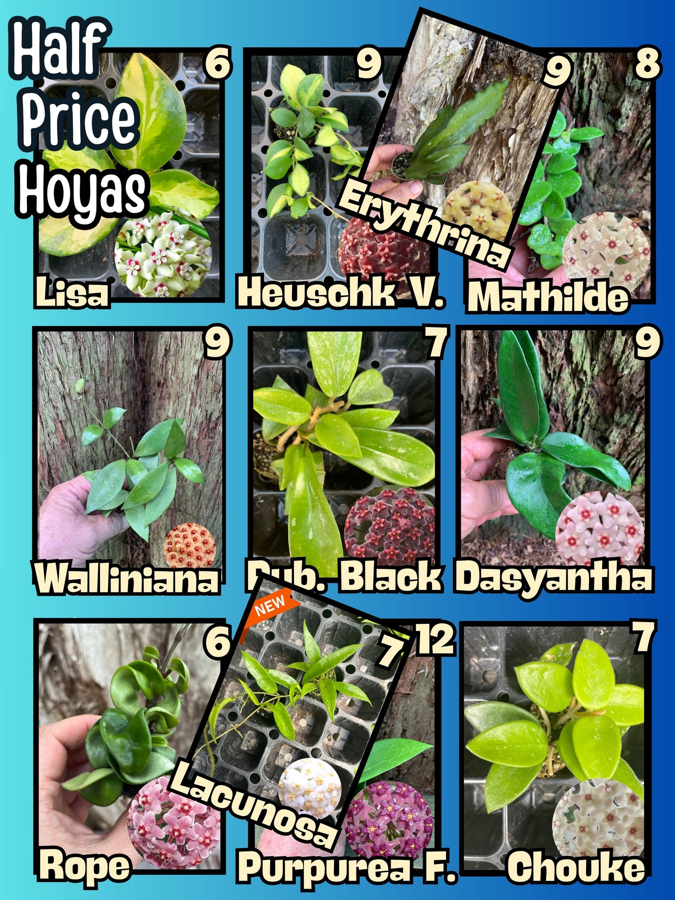 Half Price Hoyas