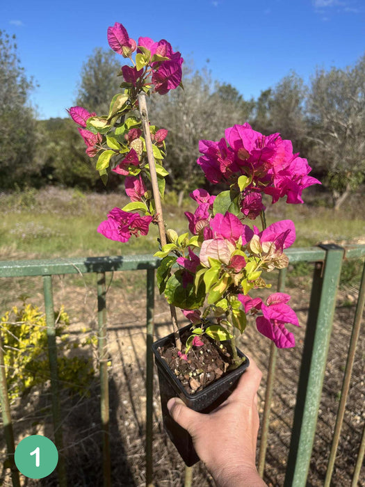 Bougainvillea Vicky