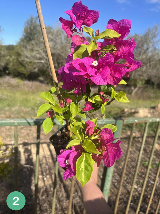 Bougainvillea Vicky