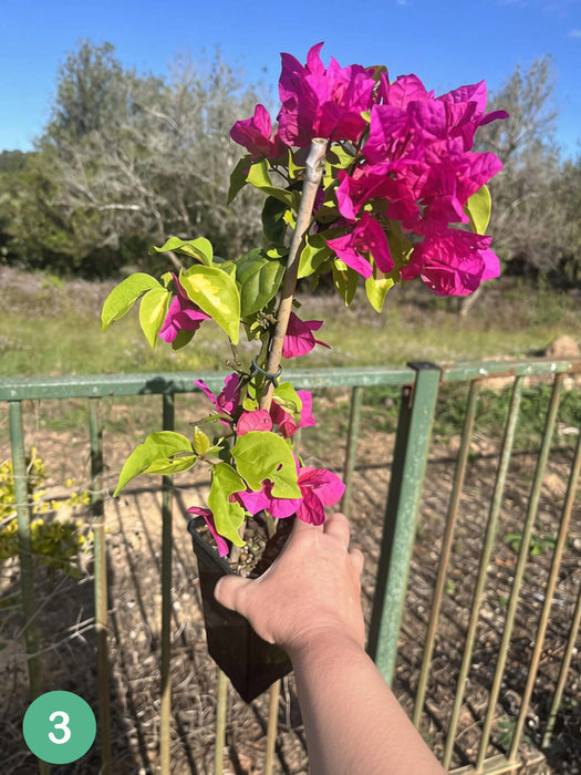 Bougainvillea Vicky