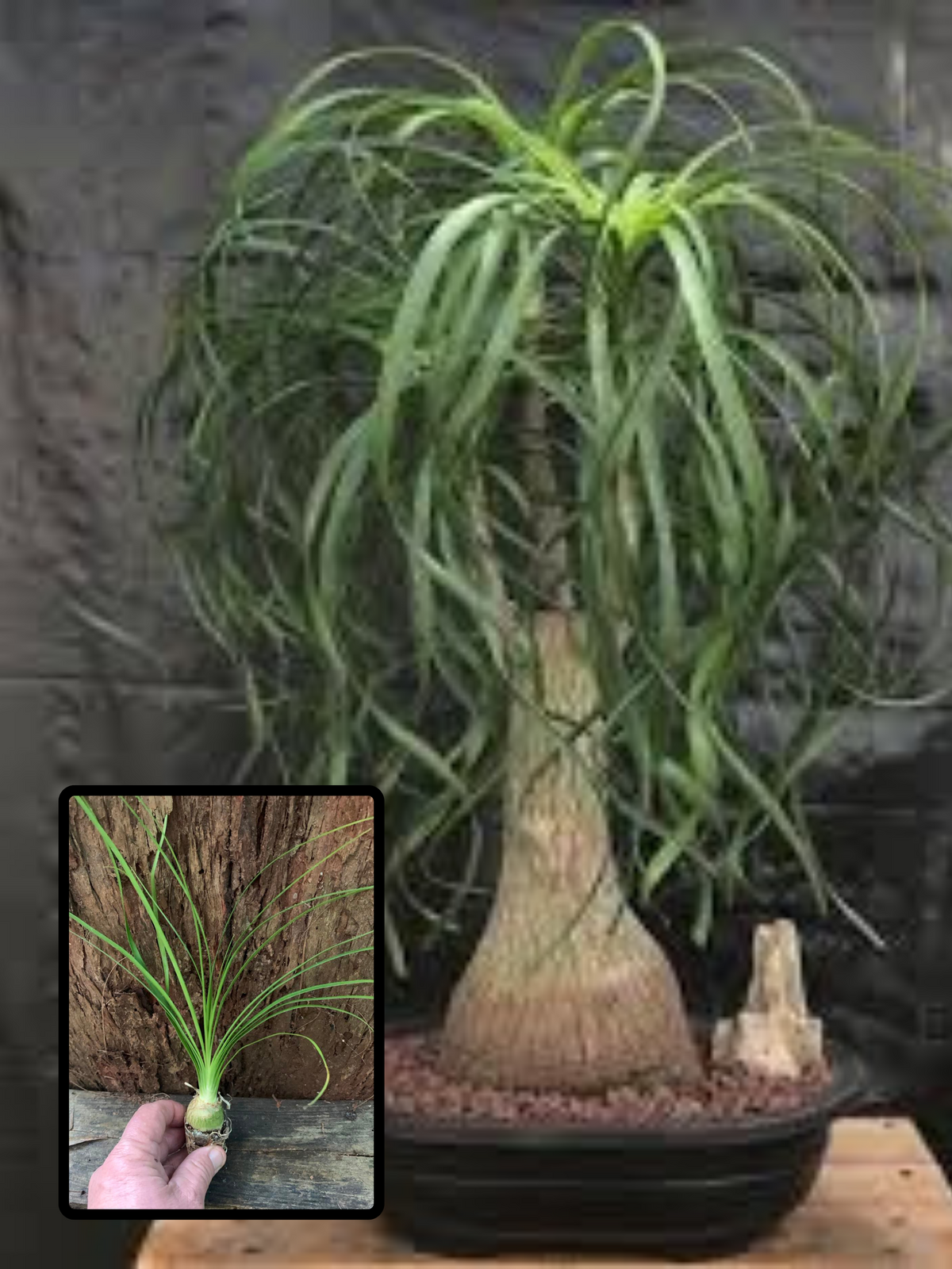 buy ponytail palm brisbane Ponytail Palm — Nursery 2 U