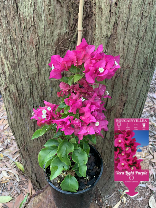 Bougainvillea Vera Light Purple