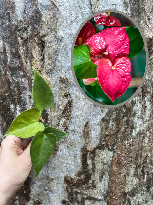 Anthurium Pink Flowers