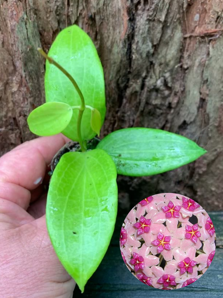 Hoya Aldrichii — Nursery 2 U