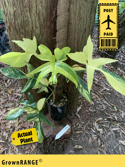 Philodendron Florida Beauty Variegated #1 - Free Express Post