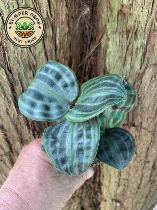 Geogenanthus Poeppigii "Seersucker Plant"