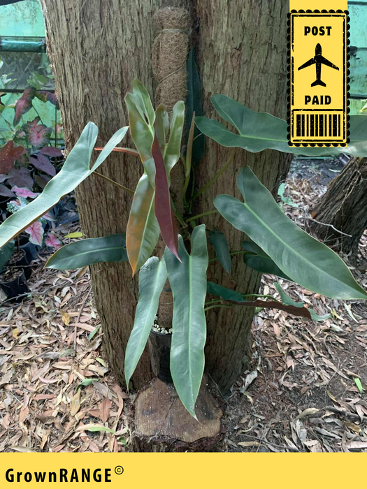 Philodendron Atabapoense - Free Express Post