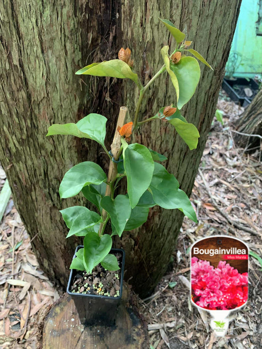 Bougainvillea Miss Manila