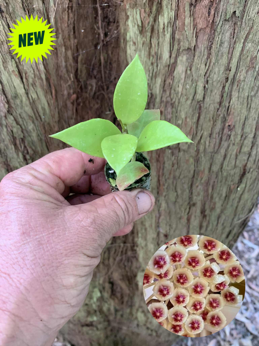 Hoya Walliniana