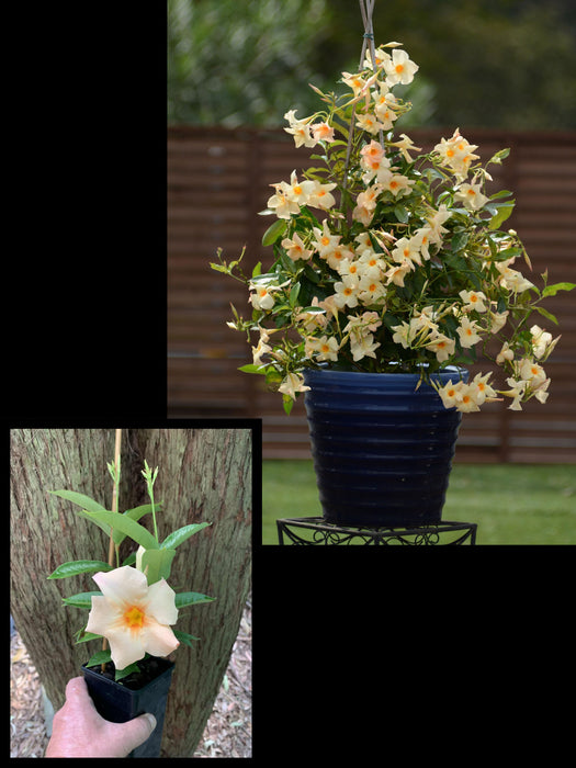 Mandevilla Sun Parasol® Apricot