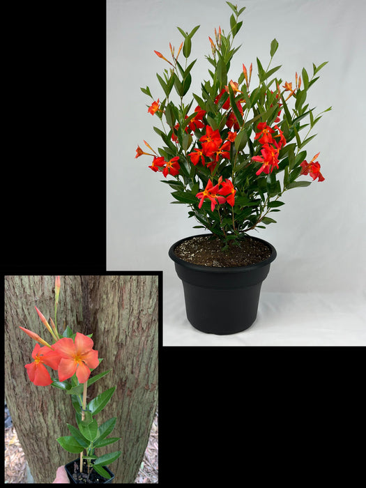 Mandevilla Sun Parasol® Up Orange