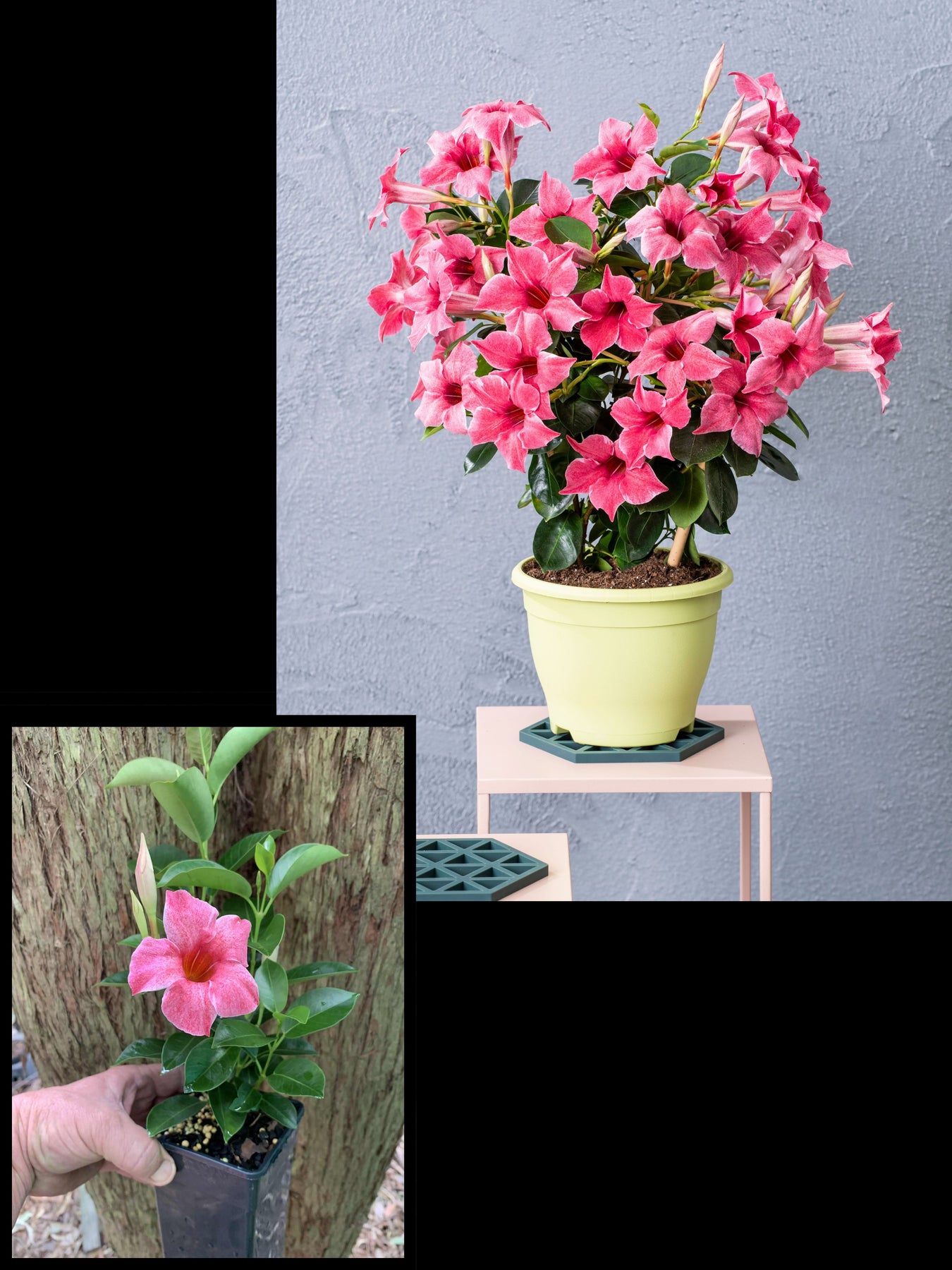 Mandevilla