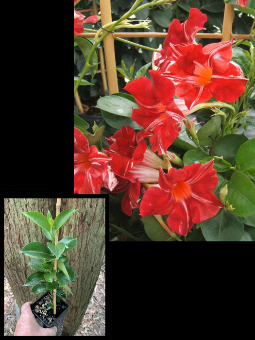 Mandevilla Sun Parasol® Stars & Stripes