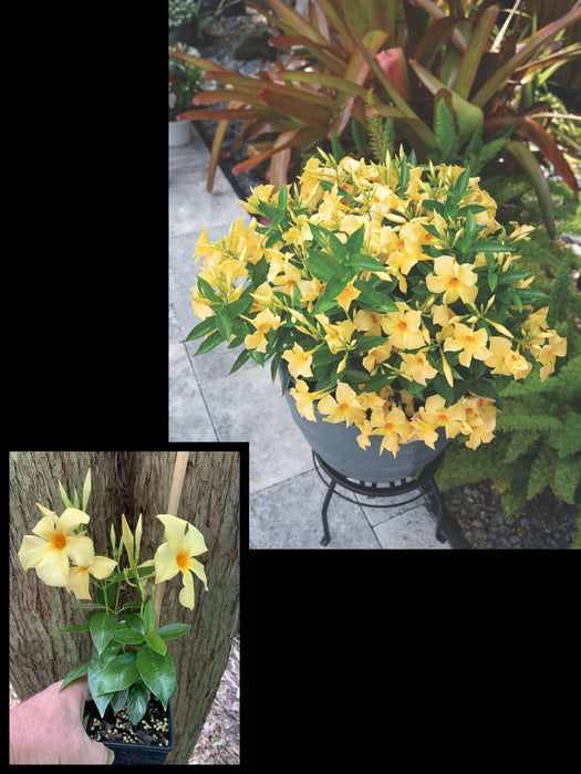 Mandevilla Sun Parasol® Yellow