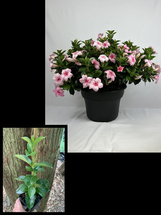 Mandevilla Sun Parasol® Double Pink Blush