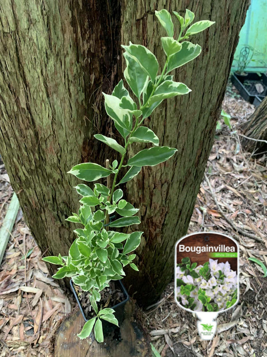 Bougainvillea White Stripe