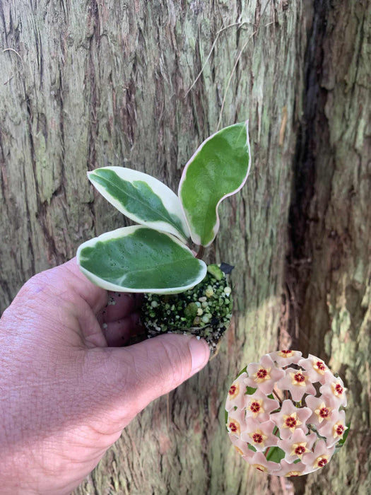 Hoya Krimson Queen