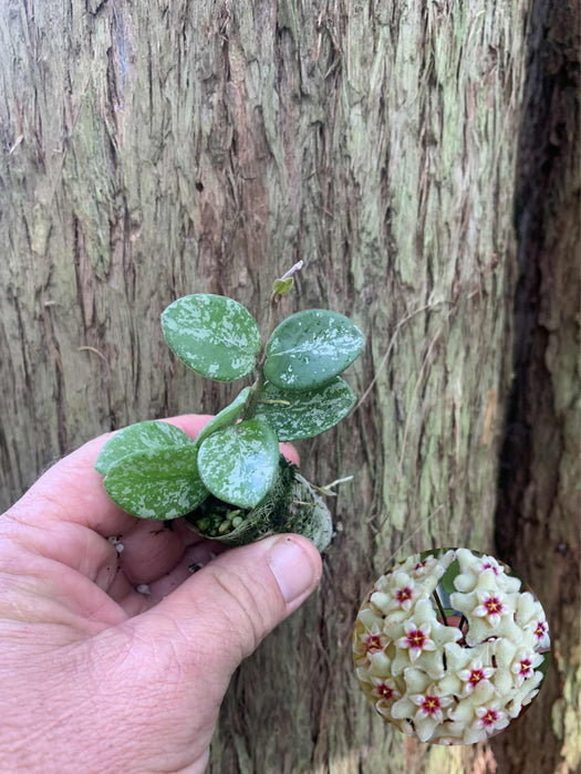Hoya Mathilde Splash