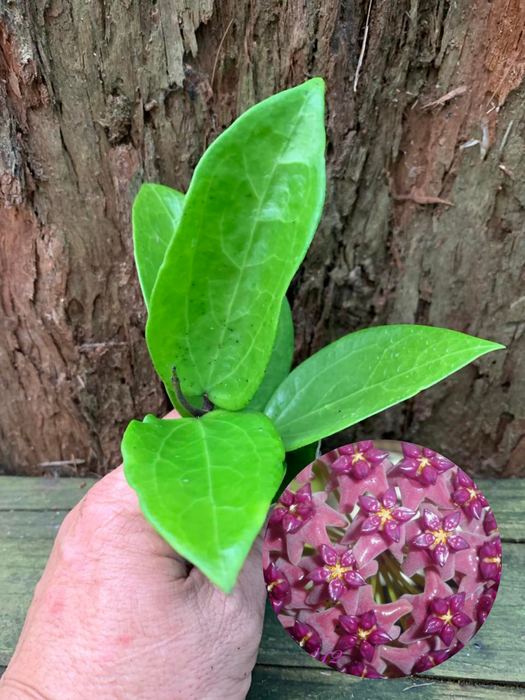 Hoya Purpurea Fusca