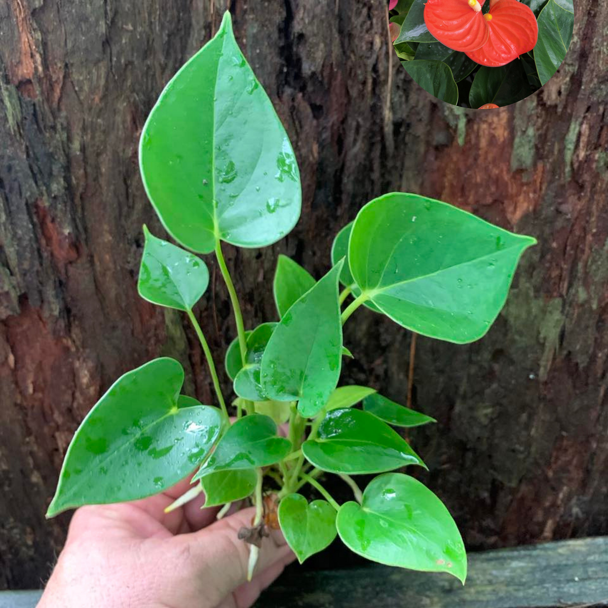 Anthurium Amalia Orange — Nursery 2 U