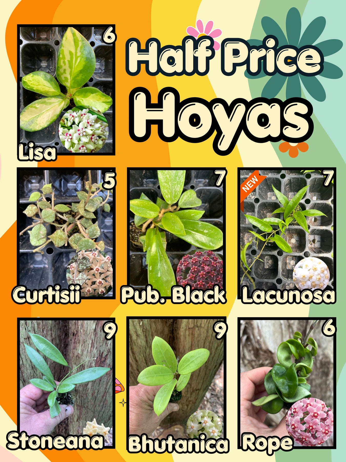 Clearance Plants