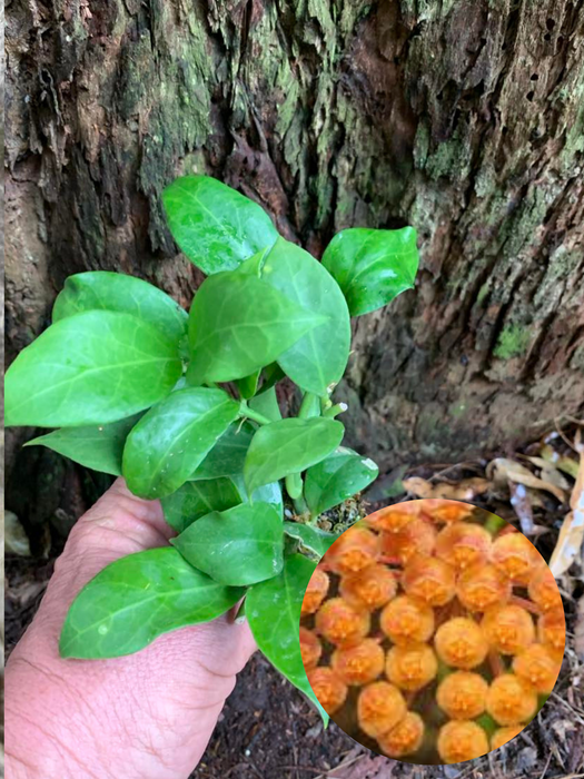 Hoya Obscura Orange