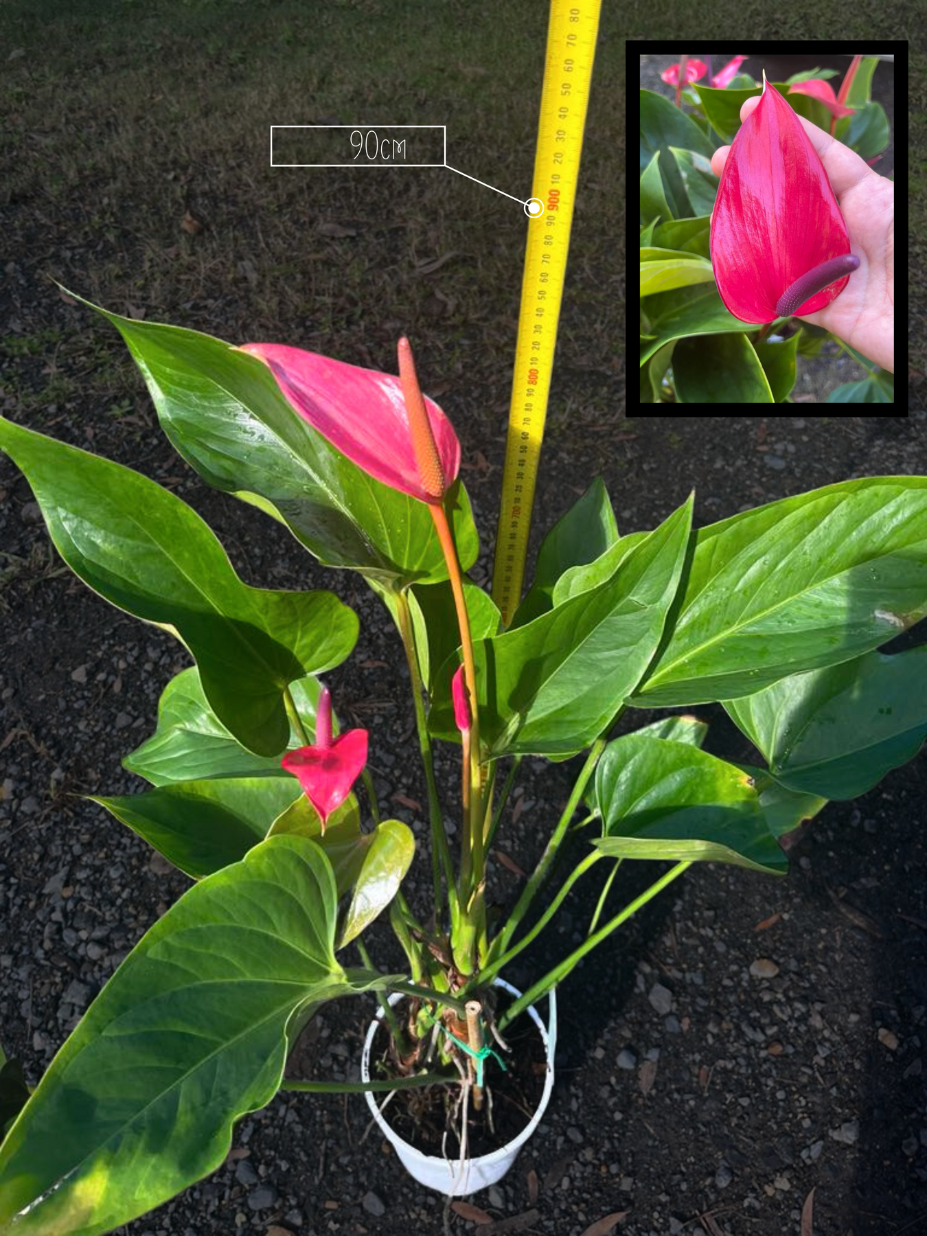 Anthurium Plants