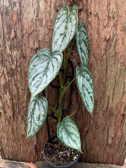 CLEARANCE Philodendron Brandtianum
