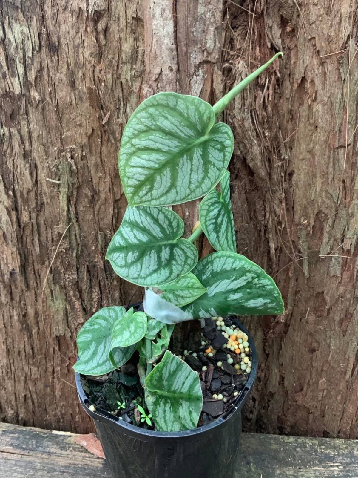 Monstera Dubia — Nursery 2 U