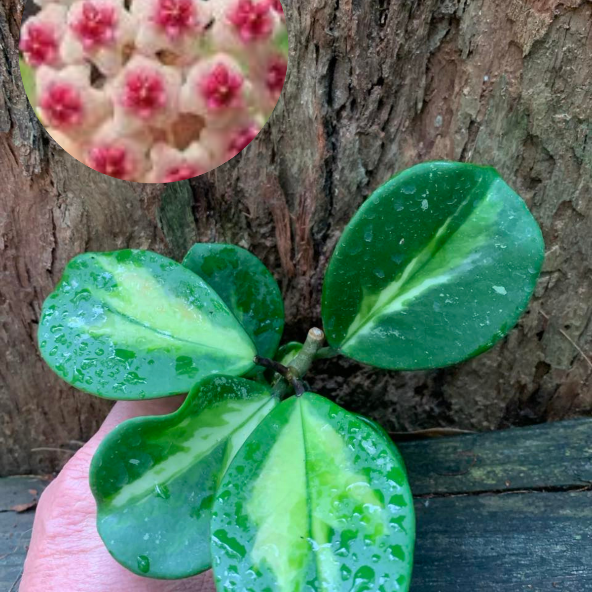 Hoya Obovata Variegata — Nursery 2 U