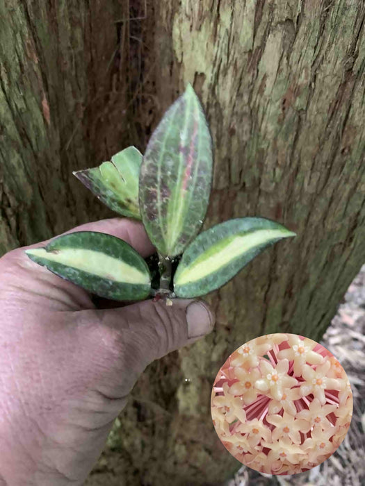 Hoya Latifolia "Pot of Gold"