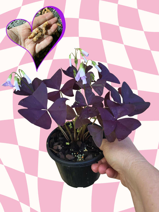 Oxalis Triangularis CORMS