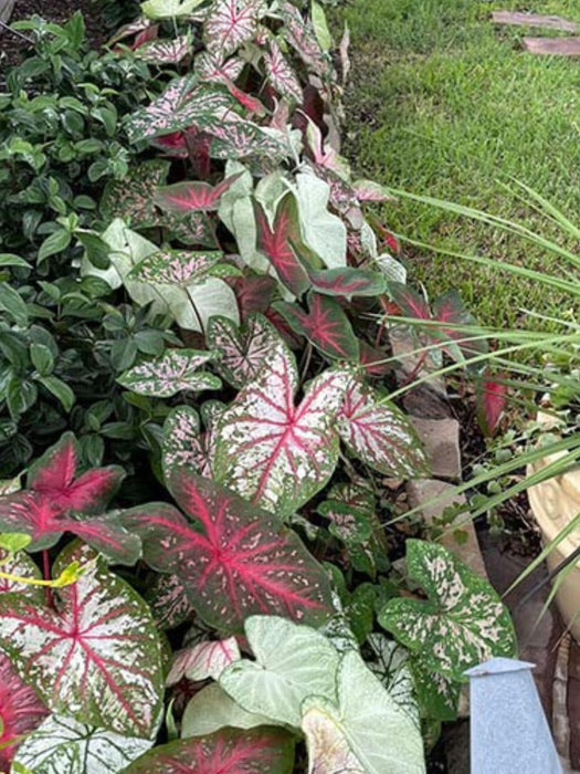 Caladium Garden Bed Packs in 4 Varieties- Bulk Discounts