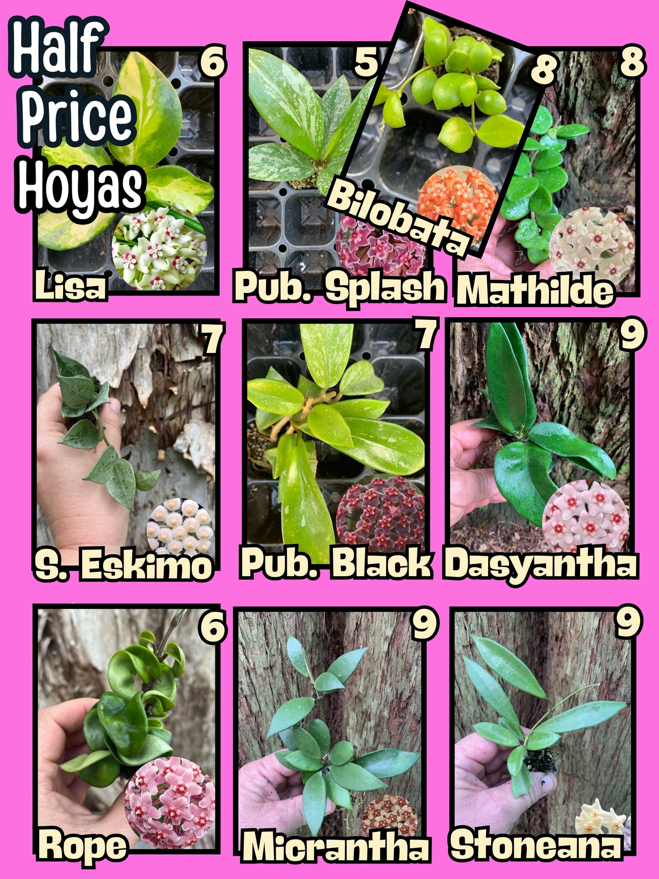 Clearance Plants
