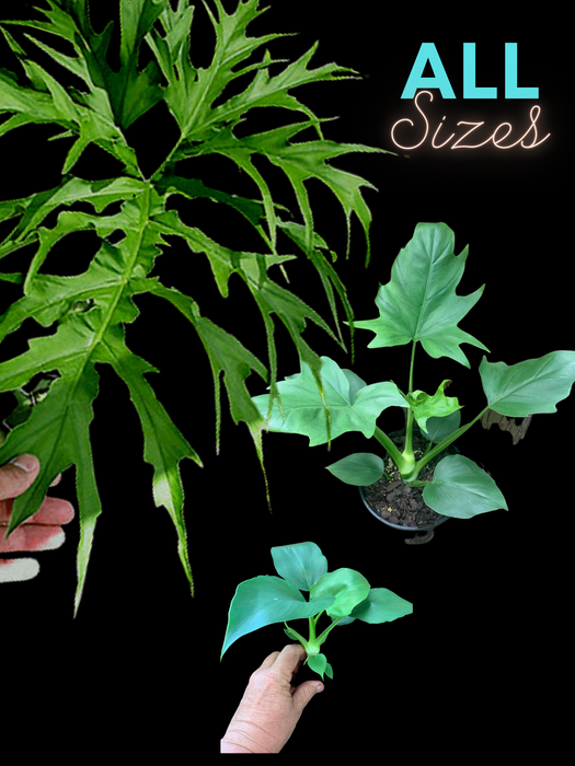 Philodendron warscewiczii SNOWFLAKE
