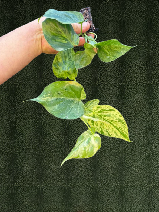 CLEARANCE Philodendron Variegated Heart Leaf
