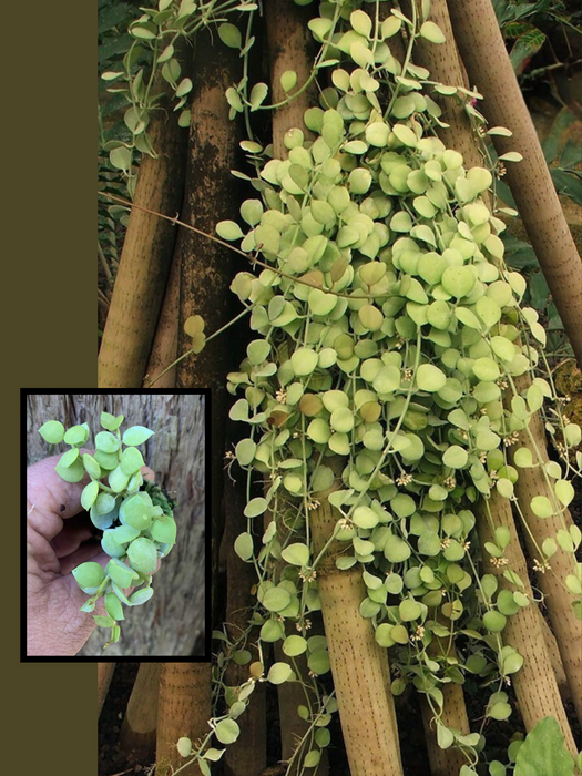 Dischidia Nummularia