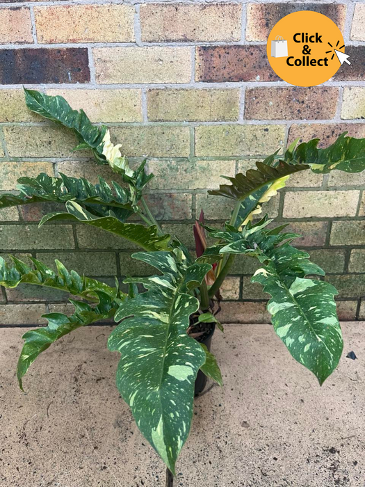 Big Philodendron Ring of Fire