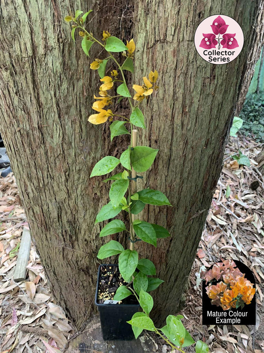 Bougainvillea Blondie