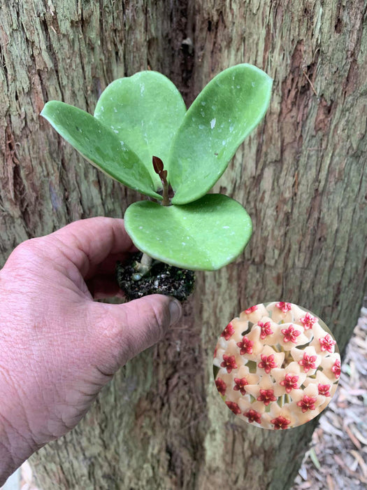 Hoya Obovata Green